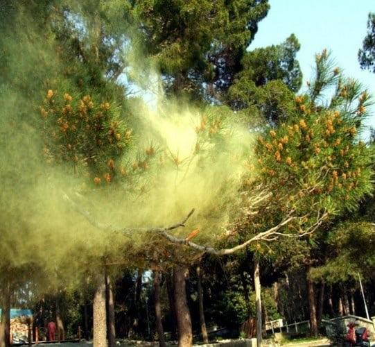 Tamarioni Otel Borjomi Dış mekan fotoğraf